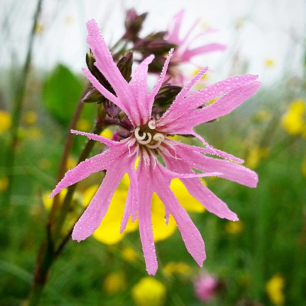 WIld Flower